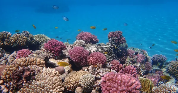 Hurghada tempo